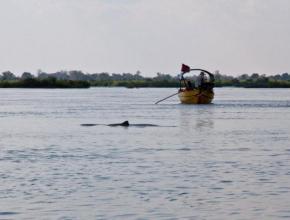 Mekong Dolphin